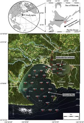 Dynamics of Nutrients and Colored Dissolved Organic Matter Absorption in a Wetland-Influenced Subarctic Coastal Region of Northeastern Japan: Contributions From Mariculture and Eelgrass Meadows